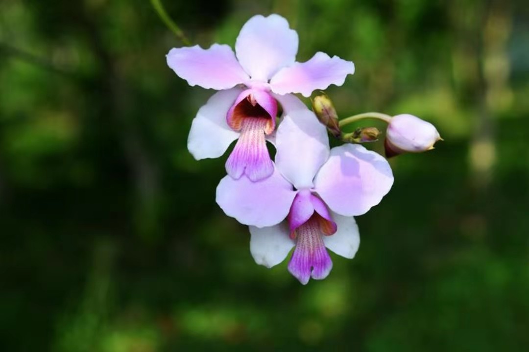 “就地過年”催熱昆明本地游！體驗(yàn)式出游受青睞