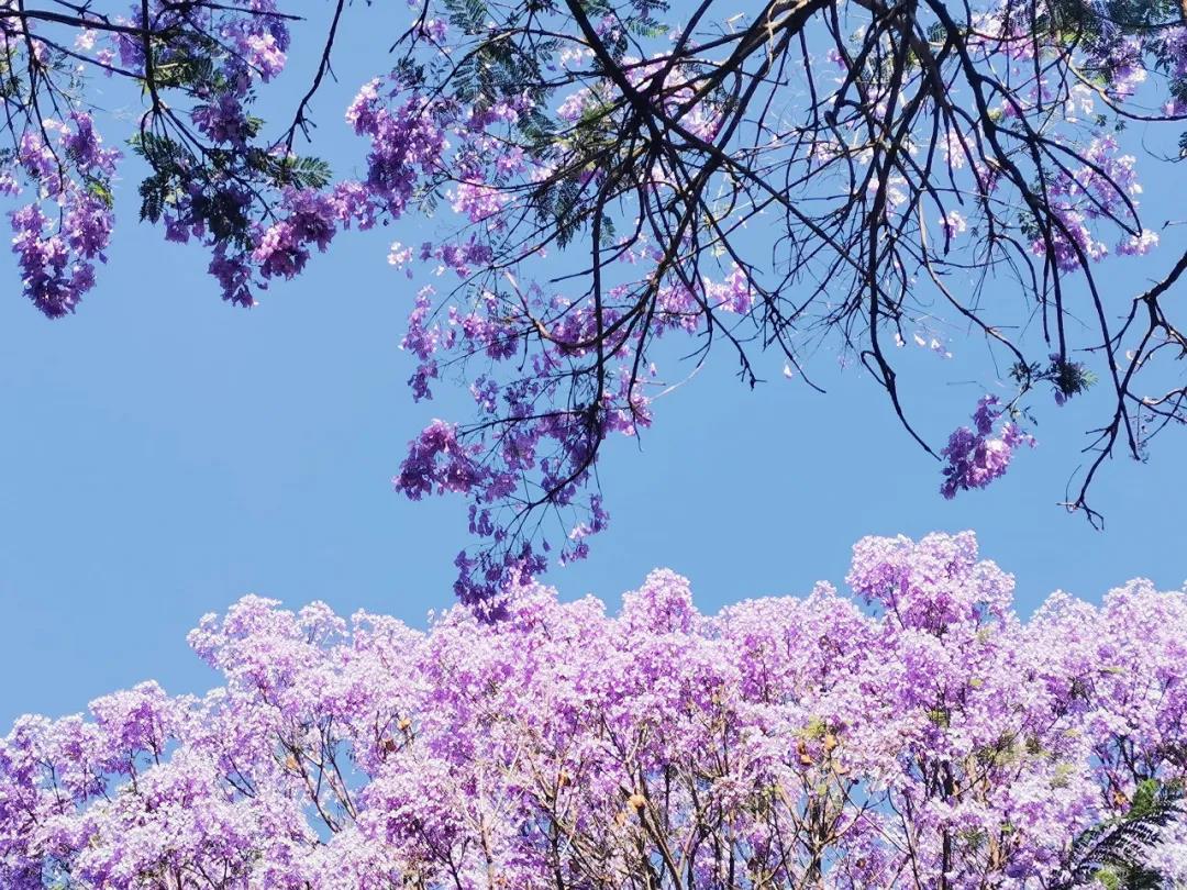 昆明萬人打卡，美出天際！藍花楹即將綻放，還有賞花公交等你坐...