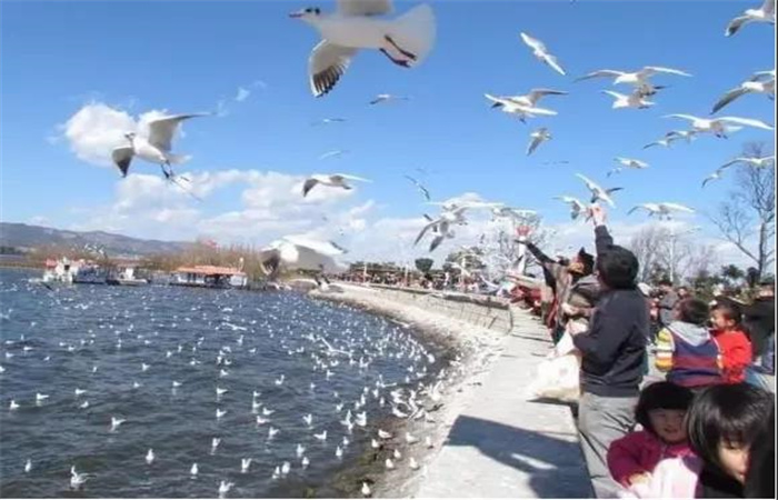 有山、有海、有古鎮(zhèn)....昆明這些秀麗風景邀你來打卡！