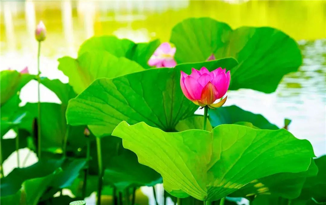 小荷才露尖尖角，早有蜻蜓立上頭，昆明“荷”你有約