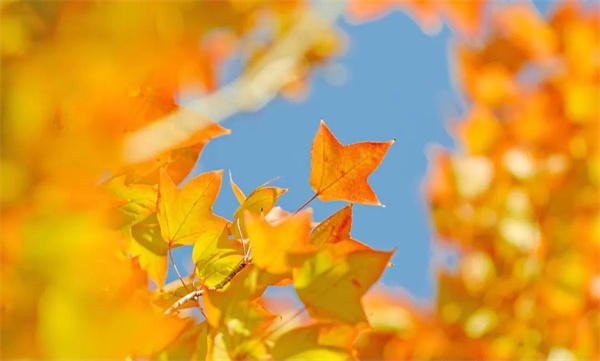 楓葉紅了，這是大姚最美色彩