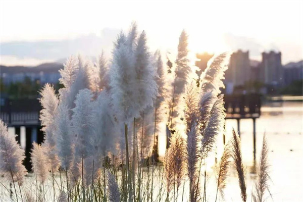 冬日暖陽，楚雄好旅！等你來邂逅溫暖時(shí)光