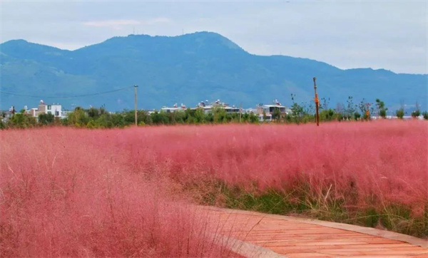初秋的玉溪，還有一片粉色的花海