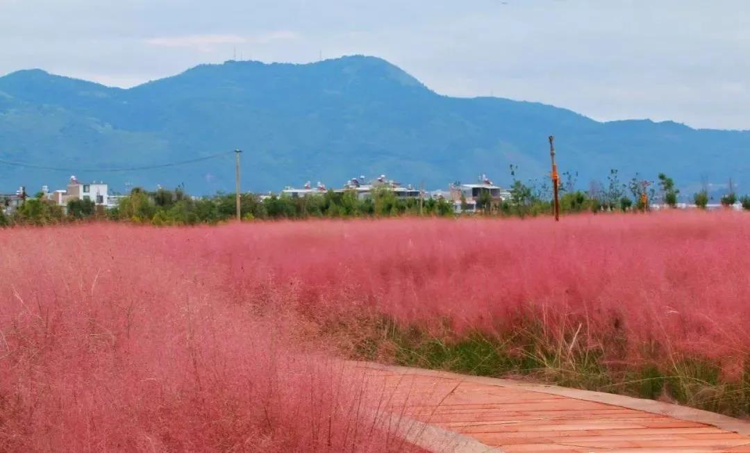 初秋的玉溪，還有一片粉色的花海     昆明傳媒公司