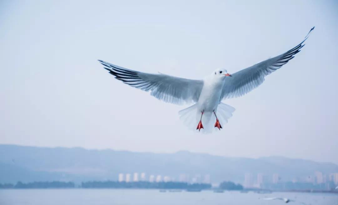 海鷗為何鐘愛春城？因為昆明人為它做了這些事    昆明傳媒公司