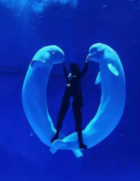 昆明旅行團,昆明策劃公司,昆明拓展公司:這個夏天，在云南昆明西山滇池旁融創海世界體驗海洋世界生活！