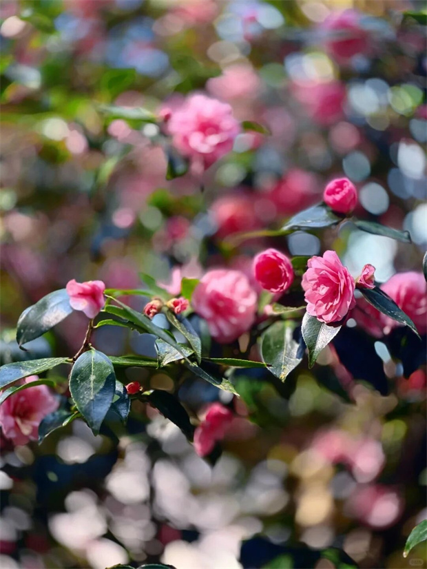 昆明旅游：昆明這座藏在山里的茶花園，300畝花海正怒放，再不去就晚了
