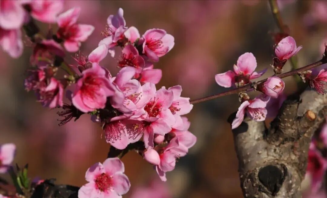 云南團(tuán)建公司,云南策劃公司,昆明旅游,昆明旅行社,昆明團(tuán)建公司,昆明會議會展：在桃花流水處，遇見徐霞客筆下的富民